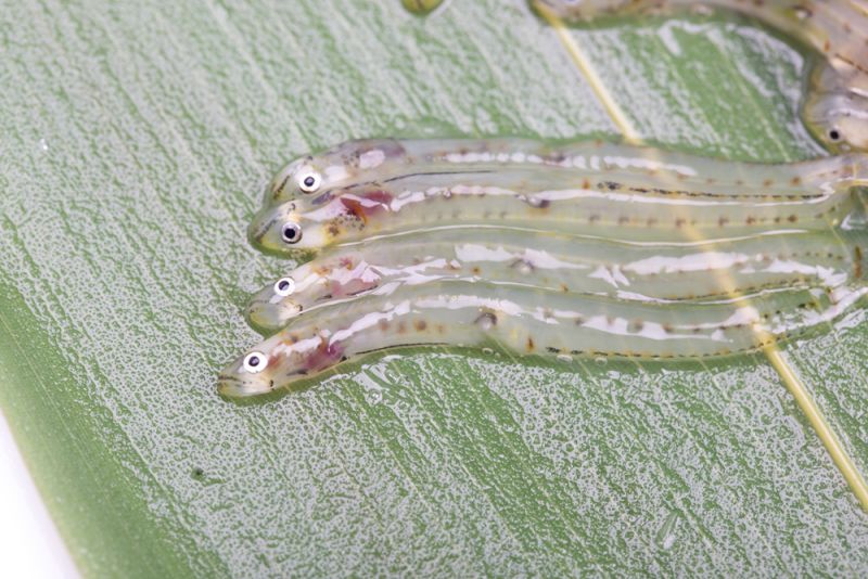 cá Shirouo có thể nấu chín